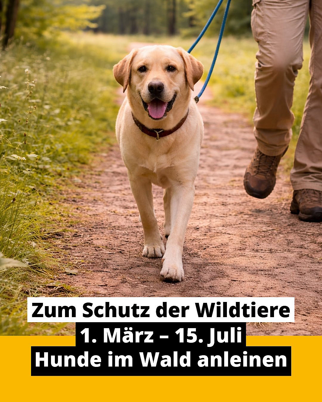 Erstaunlich Wann Sind Hunde Laufig Ebenbildnull